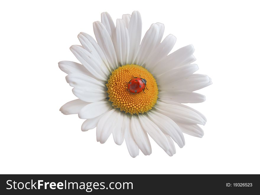 Ladybug on the white daisy.