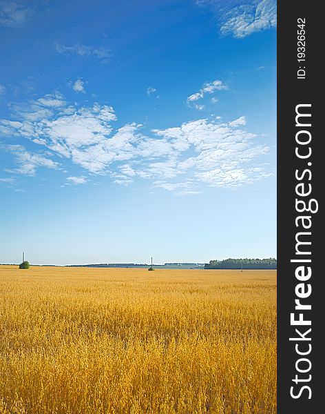 Barley field. Golden wheat field.