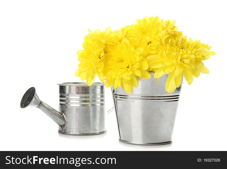 Yellow chrysanthemums in a bucket in the colors of card with the text love. Isolated. Yellow chrysanthemums in a bucket in the colors of card with the text love. Isolated