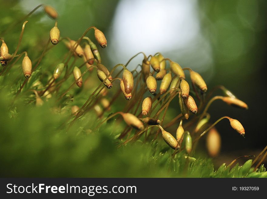 Detail of moss in spring forest.