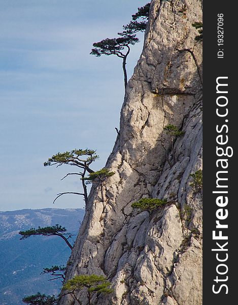 Pines grow on vertical cliff. Pines grow on vertical cliff
