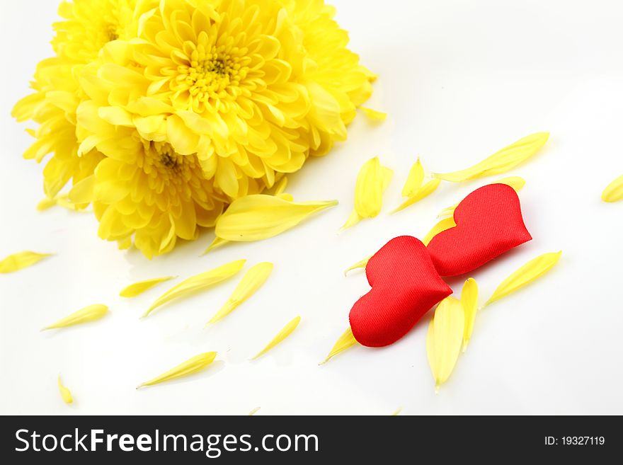 Yellow chrysanthemums with two red hearts. Gift. Isolated on white background