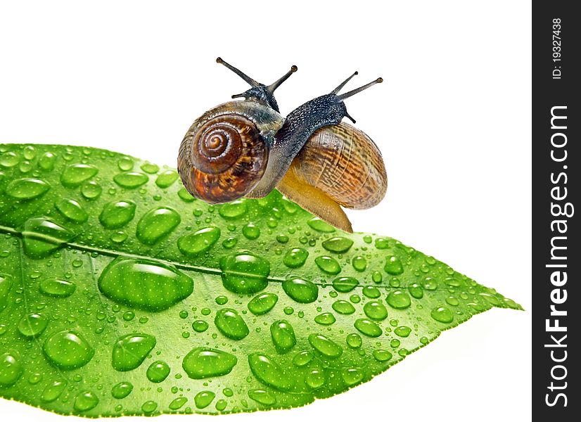 Two snails on dewy leaf