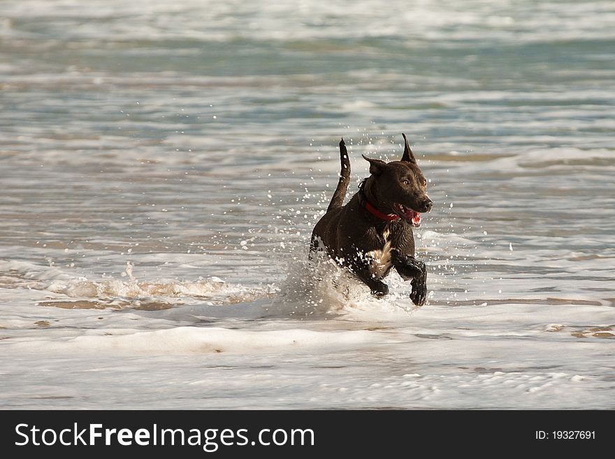 A black dog is having fun playing in the shallow water at the beach. A black dog is having fun playing in the shallow water at the beach