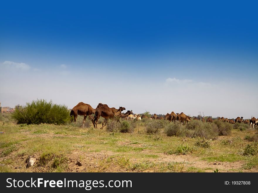 Herd of camels on the meadow in Africa