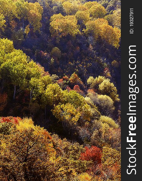 Beautiful autumn colored forest , aerial view. Beautiful autumn colored forest , aerial view