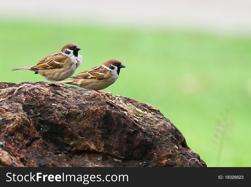 Two sparrow stand on the rock