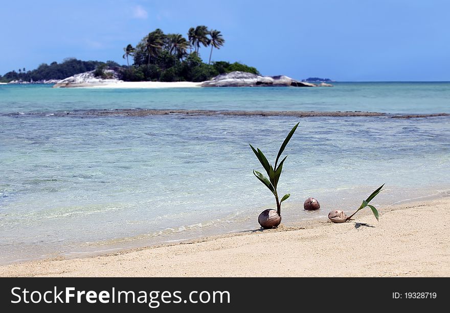 Coconut Seedling on the beach