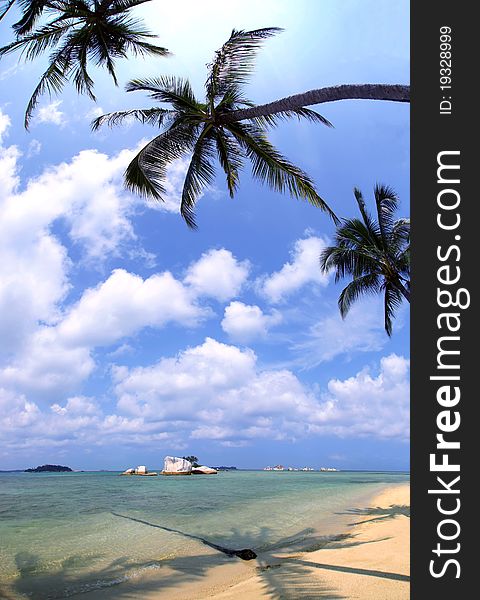 Coconut tree on beach and blue sky