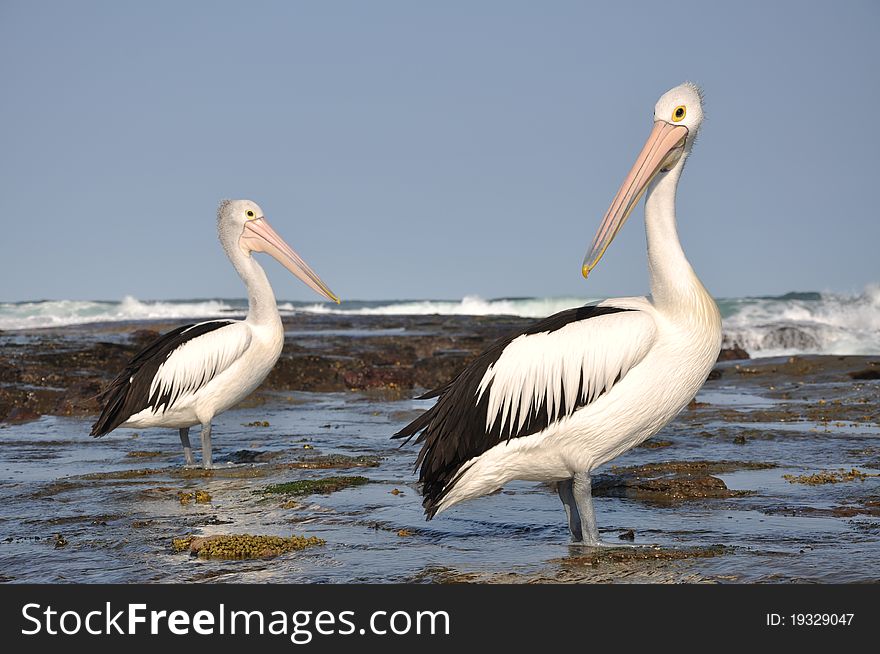 Australian Pelicans on the shore of the Tasman Sea, Newcastle NSW.