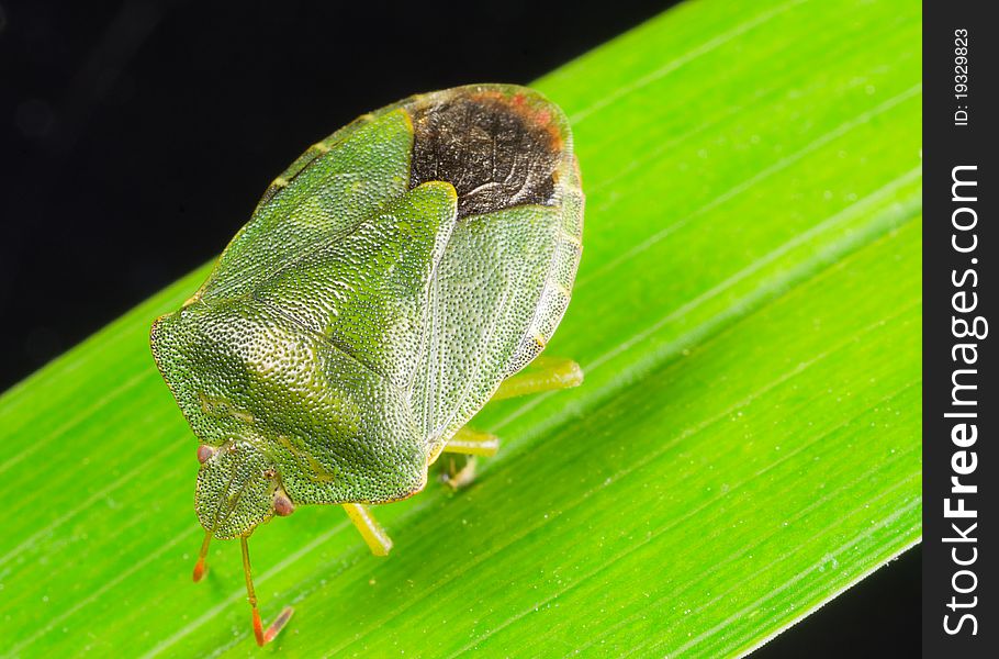 Elasmostethus tristriatus also known as Juniper Shieldbug on green leaf