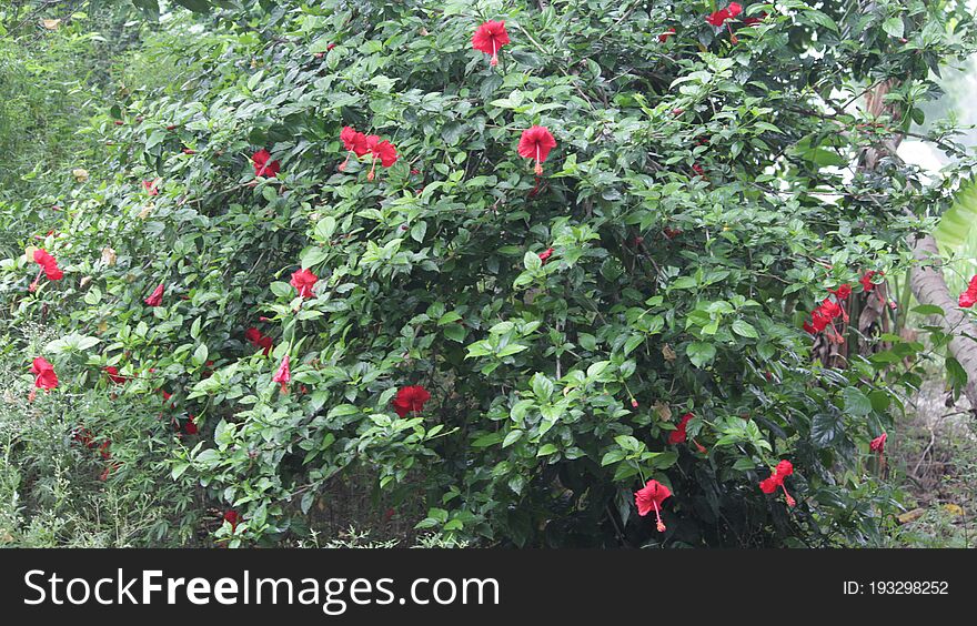 Hibiscus Plant In The Garden