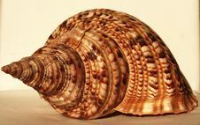 Ocean Shell Called Trumpet Triton Stock Image