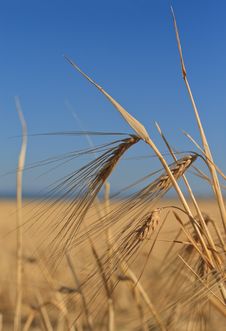 Ears Of Wheat Against The Sky Royalty Free Stock Image Ears Of Wheat Against The Sky Royalty Free Stock Image