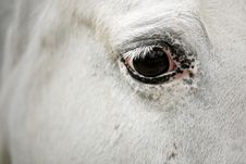 Horse Eye Stock Images Horse Eye Stock Images