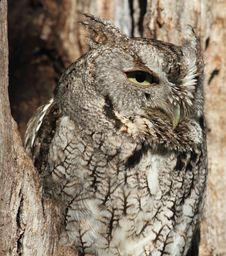 Gray Screech Owl In Tree Stock Photos Gray Screech Owl In Tree Stock Photos