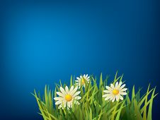 Flower In Green Grass Royalty Free Stock Photos