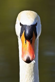 Swan Head Close-Up Stock Photos Swan Head Close-Up Stock Photos