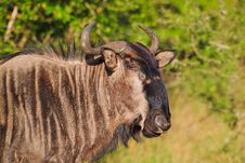 Close Up Of A Blue Wildebeest Royalty Free Stock Photos