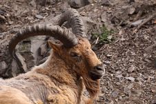 Caucasian Antelope Stock Photography Caucasian Antelope Stock Photography