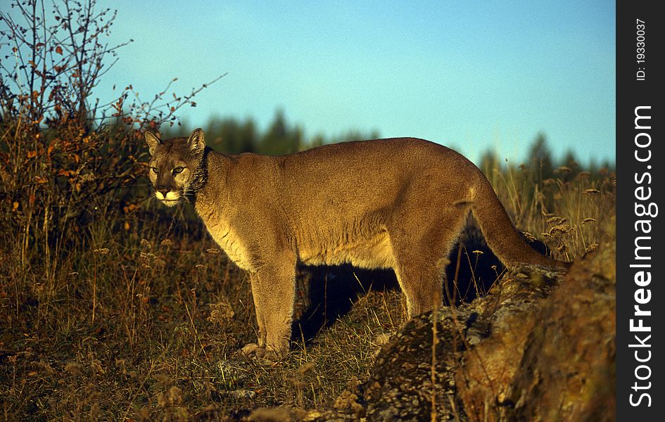 Adult mountain lion perched on a ridge.