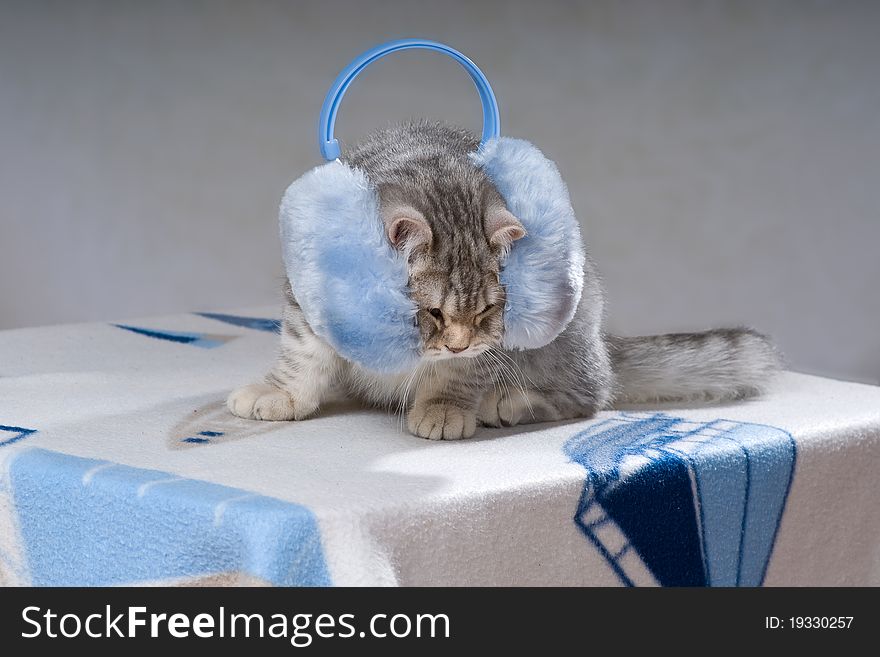 White british kitten in blue fur headphone. White british kitten in blue fur headphone
