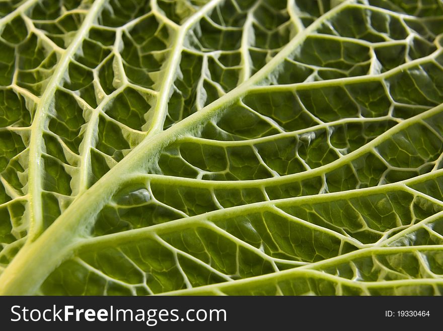 Underside view of Savoy cabbage leaf with strong directional lighting to show contours. Underside view of Savoy cabbage leaf with strong directional lighting to show contours