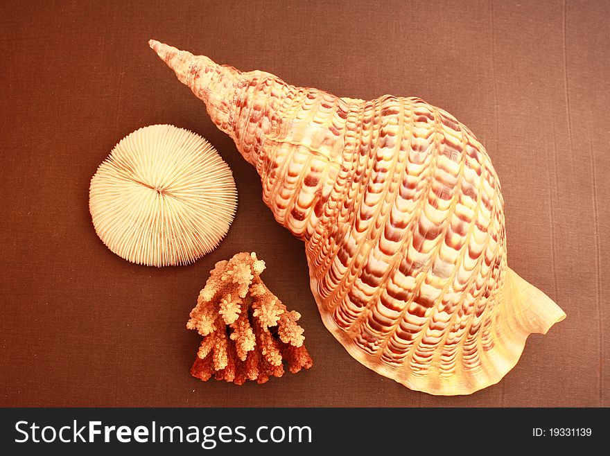 Shell And Coral