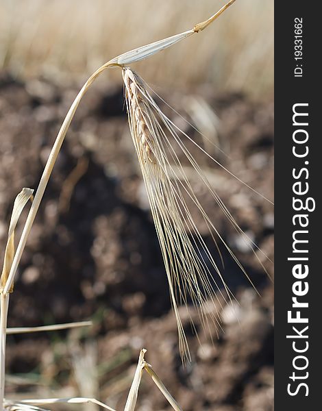 Ears of wheat , a close up Vertical image