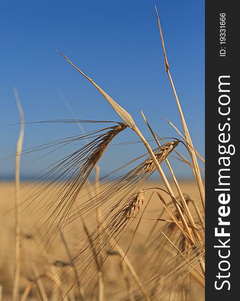 Ears of wheat against the sky, a close up