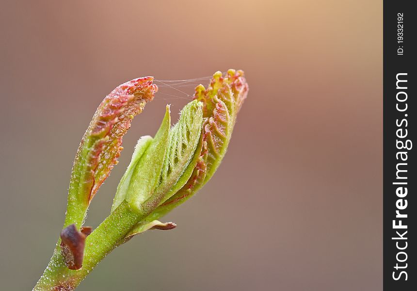 Germ of a tree to seek the sun. Germ of a tree to seek the sun