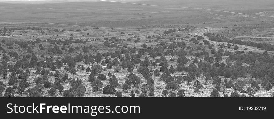 A photograph of a desert forest, in black and white. A photograph of a desert forest, in black and white.
