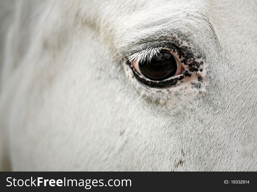 Equine photography - horse eye detail