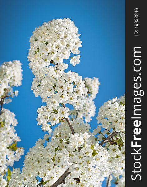 Branch of cherry blossoms on a blue spring sky