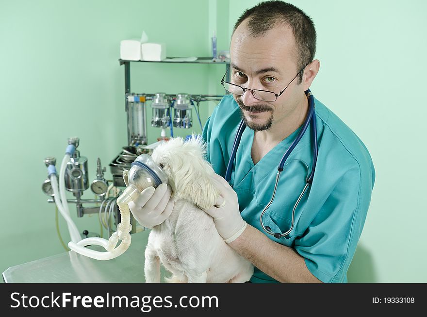 Young doctor helping a dog with lung problems. Young doctor helping a dog with lung problems