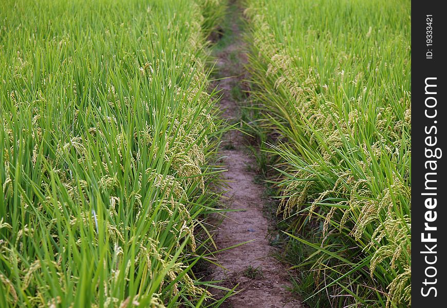 Green gold rice farm and path