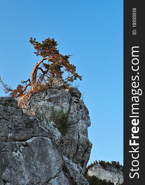 Small pine tree on top of limestone rock. Small pine tree on top of limestone rock.