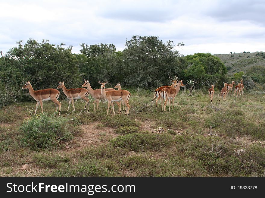 Herd of gazelle in africa. Herd of gazelle in africa