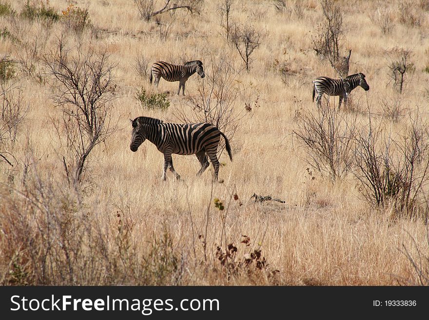 Zebras grazing in the african bush