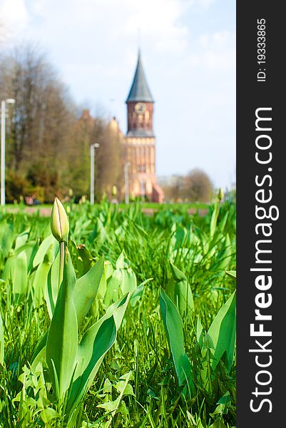 Fresh bud of tulip in the city park