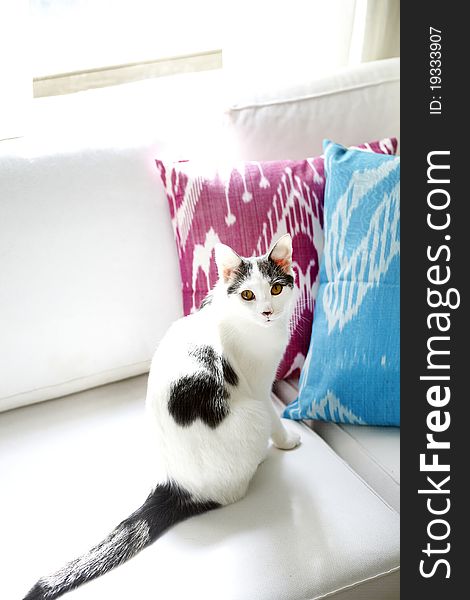 A white and grey cat on a sun drenched couch. A white and grey cat on a sun drenched couch.