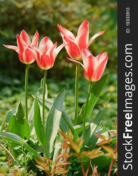 Four beautiful tulips in the garden, backlit. Four beautiful tulips in the garden, backlit.