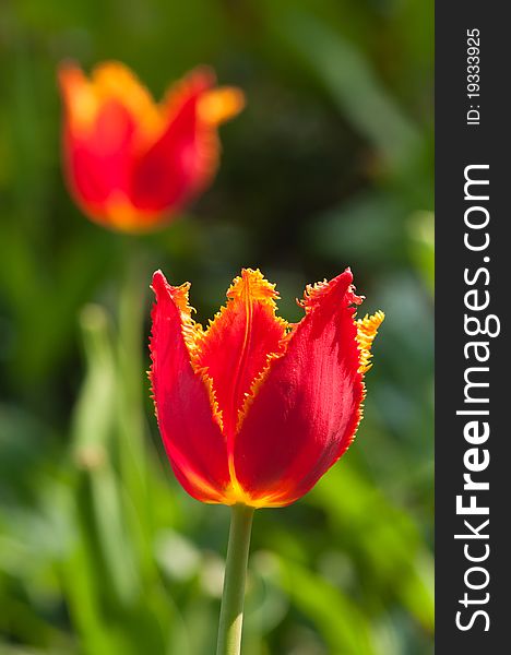 Two beautiful tulips in the garden, backlit