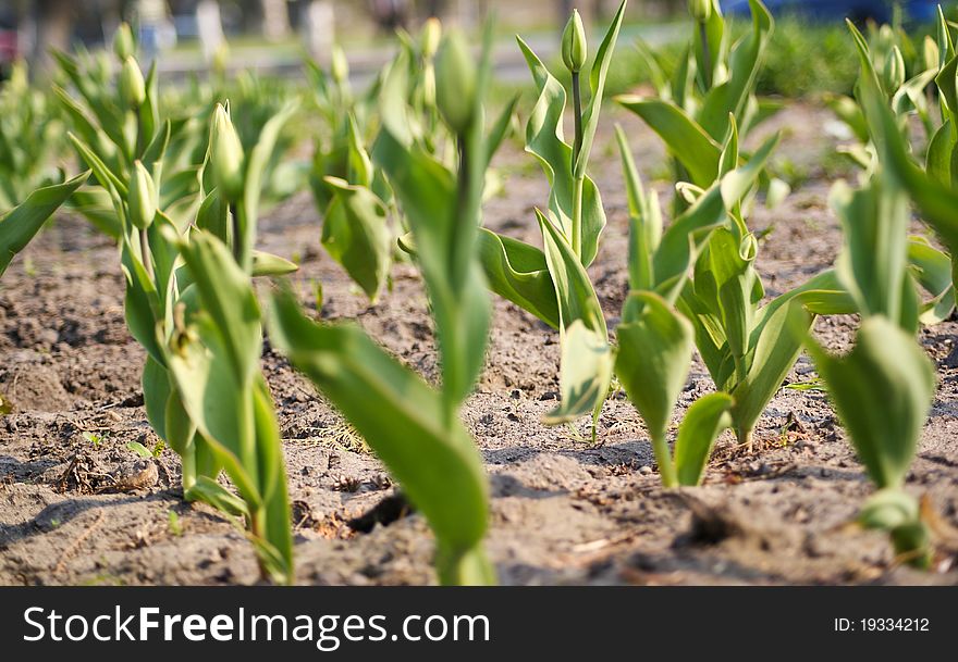 Young tulips are planted in earth in park