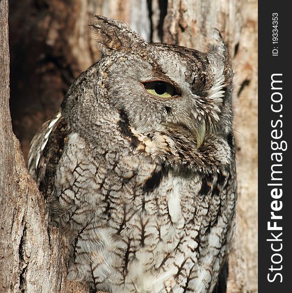 Gray Screech Owl In Tree