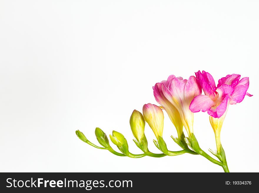 Violet freesia isolated on white profile