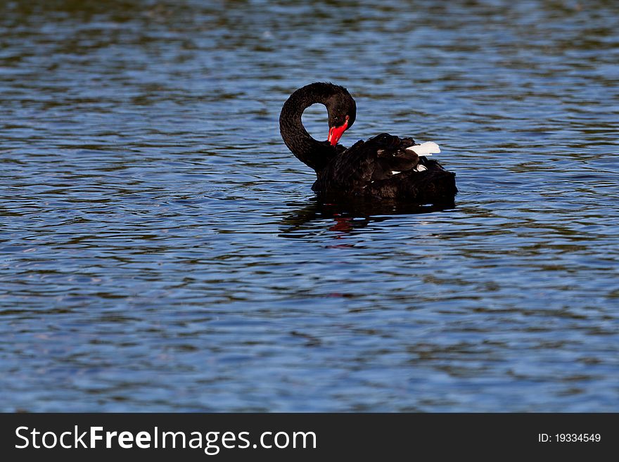 Black swan on lake in early evening