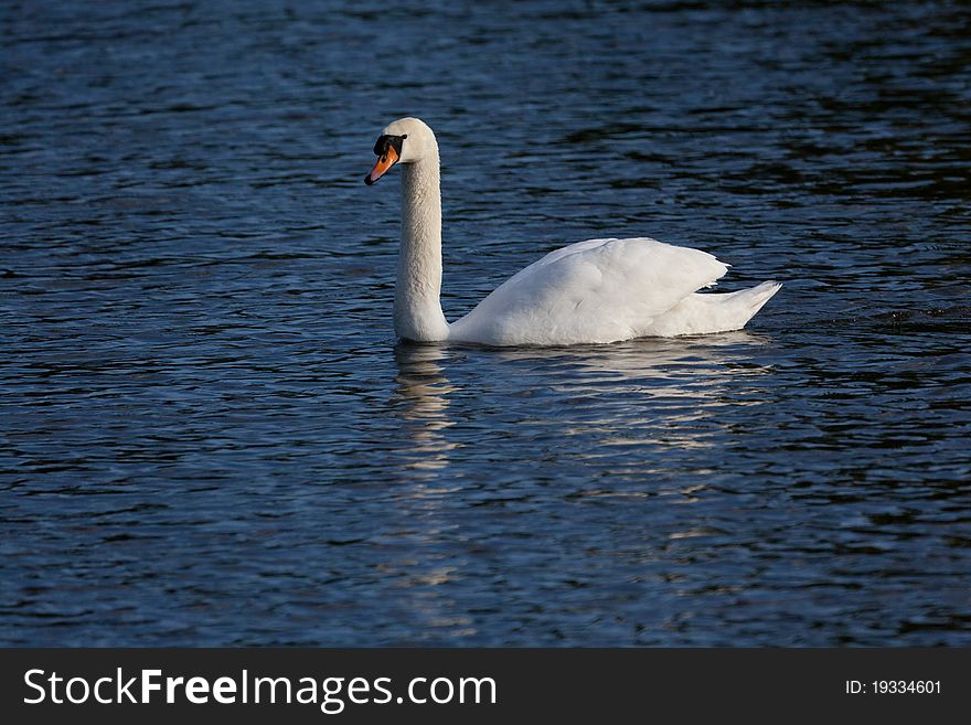 White swan on lake in early evening