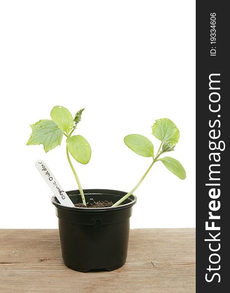 Two cucumber seedling plants in a pot on a wooden bench. Two cucumber seedling plants in a pot on a wooden bench