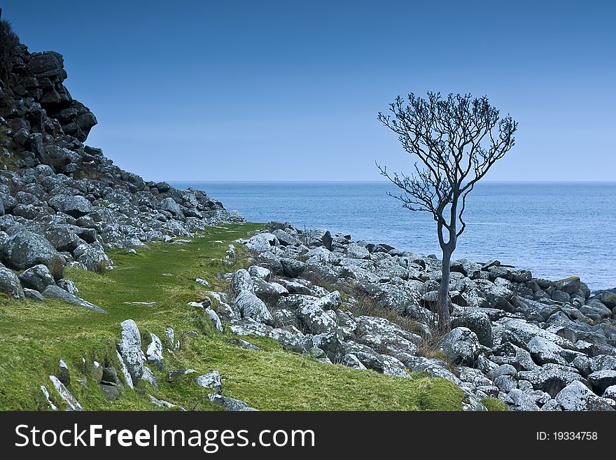 A tree in the savage Northern Ireland. A tree in the savage Northern Ireland